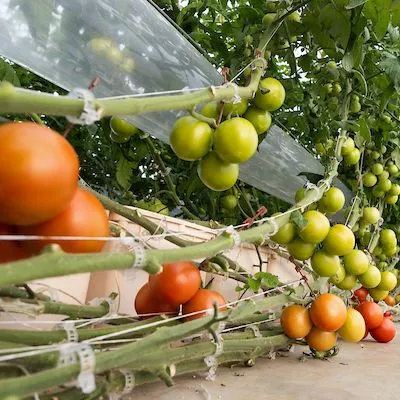 thumbnail for publication: Nutrient Solution Formulation for Hydroponic (Perlite, Rockwool, NFT) Tomatoes in Florida